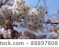 藍天和櫻花 88897808
