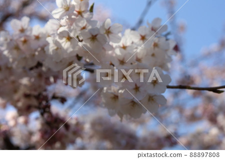 Blue sky and cherry blossoms Blue sky and cherry blossoms 88897808