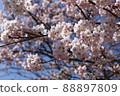 藍天和櫻花 88897809