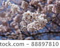藍天和櫻花 88897810