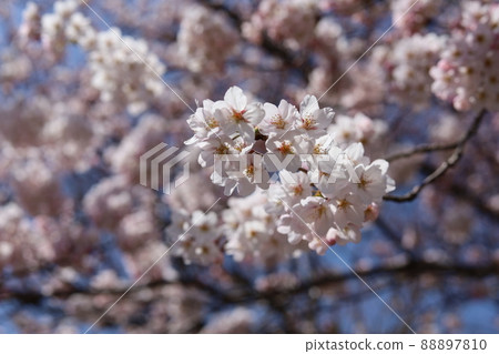 藍天和櫻花 藍天和櫻花 88897810