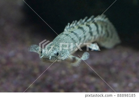 Polyester del hedge juvenile fish front composition 88898185