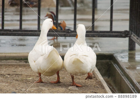 Cute back view of two ducks inside the fence 88898189