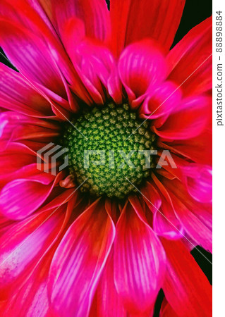 Close up of pink colored daisy Close up of pink colored daisy 88898884