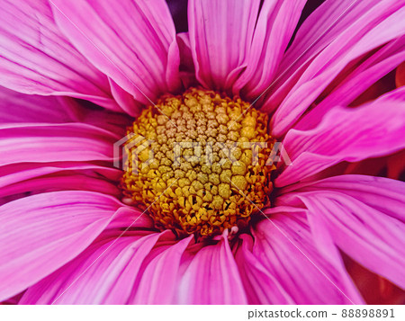 Close up of pink colored daisy Close up of pink colored daisy 88898891