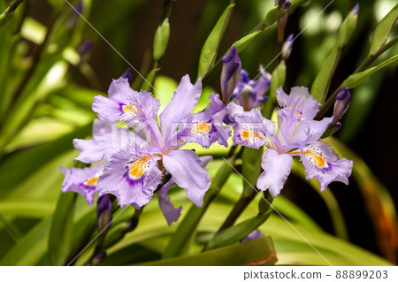 帶紫色脈和黃色斑點的薄鳶尾 [鳶尾科] 88899203