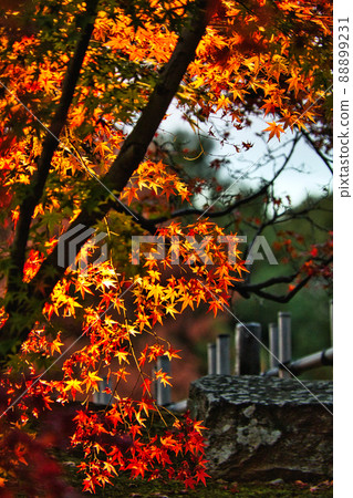 Okayama Korakuen Autumn Fantasy Garden Okayama Korakuen Autumn Fantasy Garden 88899231