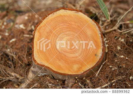 樹墩 88899362