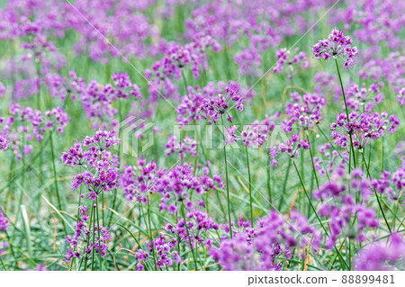 Rakkyo flower Hokuei Town, Tottori Prefecture 88899481