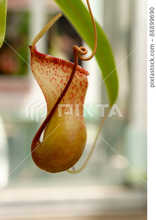 Nepenthes Miranda's insect bag Nepenthes Miranda's insect bag 88899690
