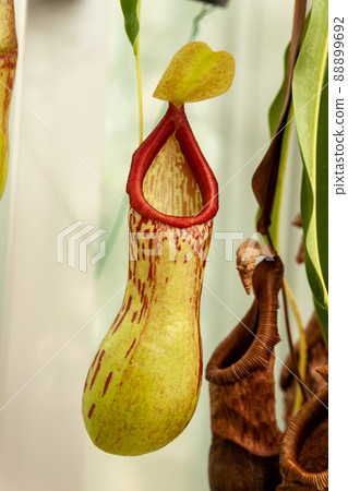 Nepenthes Miranda's insect bag Nepenthes Miranda's insect bag 88899692