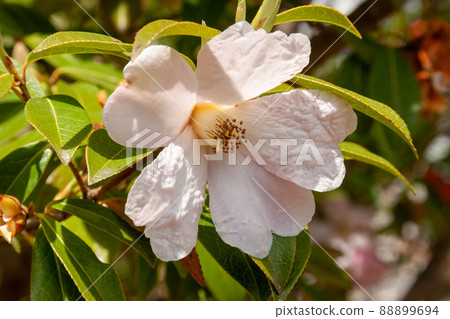 洋紅色 Salwin 山茶花 [Theaceae] 88899694