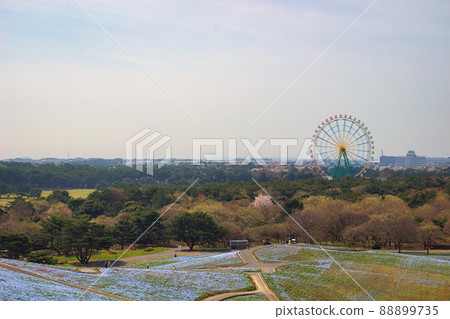 Hitachi Seaside Park (Nemophila) 88899735
