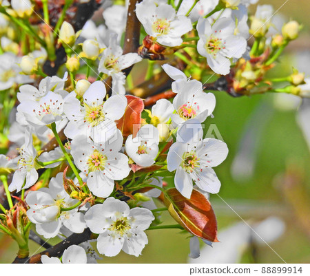 薔薇科果樹梨,春天開白花 薔薇科果樹梨,春天開白花 88899914