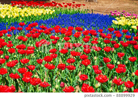 Hitachi Seaside Park (tulip) Hitachi Seaside Park (tulip) 88899929