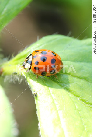 異色瓢蟲 88899954