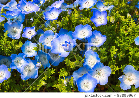 Hitachi Seaside Park (Nemophila) 88899967