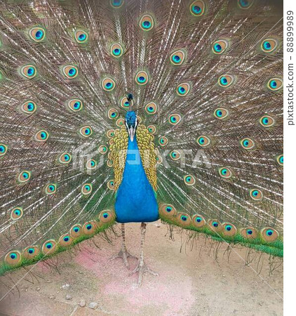 看著我充滿自信！ ️ 88899989