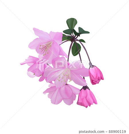 Bright pink Malus halliana without line drawing 88900119