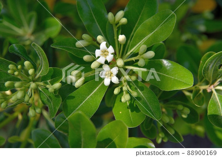 Towella flowers 88900169