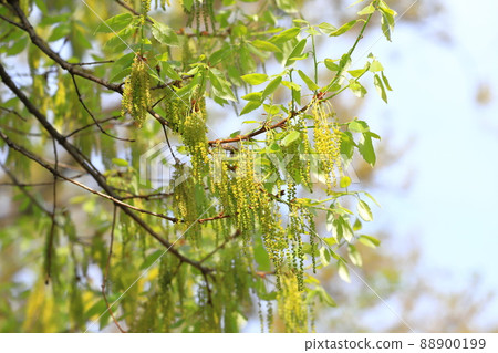 鋸齒櫟幼葉和雄花 88900199