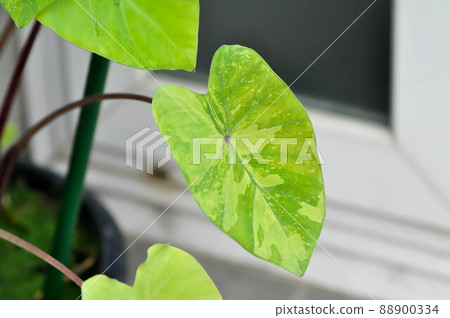 Colocasia esculenta, Lemon Lime Gecko or Colocasia Colocasia esculenta, Lemon Lime Gecko or Colocasia 88900334