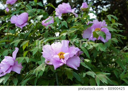 Spring Urara, Tsukuba City, Ibaraki Prefecture, a landscape of lilac peony flowers blooming in Tsukuba Peony Garden, up-image. Spring Urara, Tsukuba City, Ibaraki Prefecture, a landscape of lilac peony flowers blooming in Tsukuba Peony Garden, up-image. 88900425