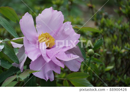 Spring Urara, Tsukuba City, Ibaraki Prefecture, a landscape of lilac peony flowers blooming in Tsukuba Peony Garden, up-image. Spring Urara, Tsukuba City, Ibaraki Prefecture, a landscape of lilac peony flowers blooming in Tsukuba Peony Garden, up-image. 88900426