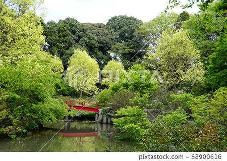 Spring Urara, Tsukuba City, Ibaraki Prefecture, Wakaba is the scenery of Tsukuba Peony Garden Spring Urara, Tsukuba City, Ibaraki Prefecture, Wakaba is the scenery of Tsukuba Peony Garden 88900616