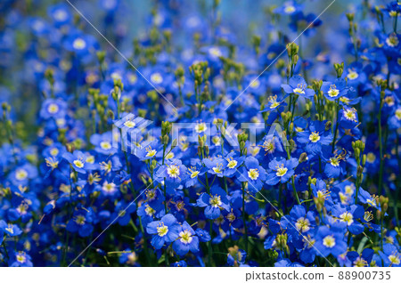 Nemophila Nemophila 88900735