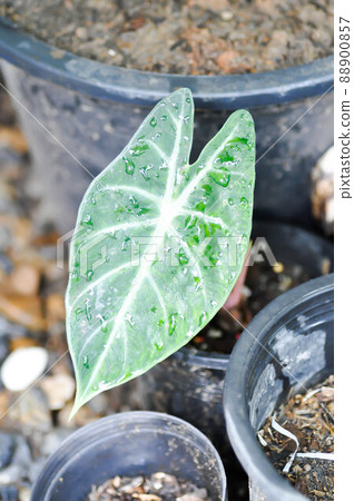 alocasia , alocasia pink dragon or Alocasia baginda alocasia , alocasia pink dragon or Alocasia baginda 88900857