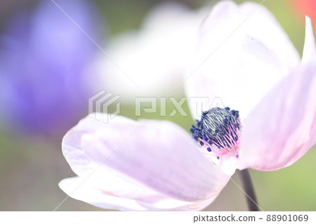 海葵花瓣 88901069