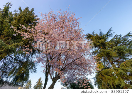 Cherry Blossoms in a residential neighborhood. 88901307
