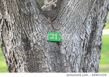 Yamakuwa trunk and bark 88901439