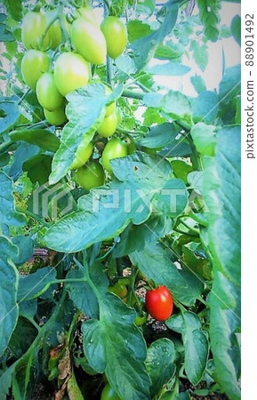 The bright red cherry tomatoes that stand out first The bright red cherry tomatoes that stand out first 88901492