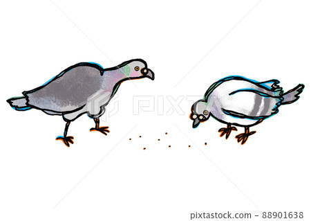 Two rock pigeons are feeding 88901638