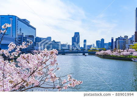 A row of cherry blossom trees along the Okawa towards Tenmanbashi [Osaka Kema Sakuranomiya Park] 88901994