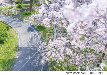 Okawa: A row of cherry blossom trees near Kawasaki Bridge 88901996