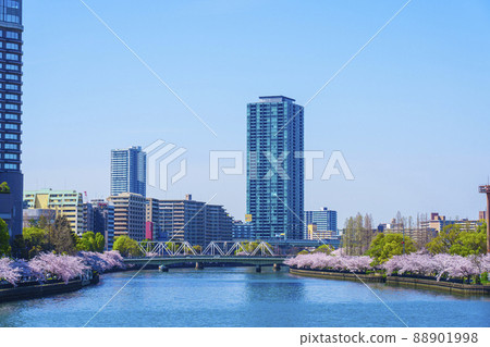 A row of cherry blossom trees along the river towards Genpachibashi 88901998