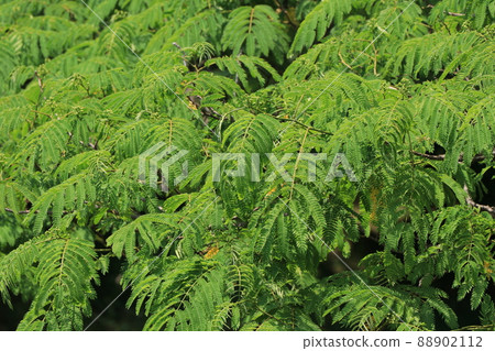 Nemnoki leaves 88902112