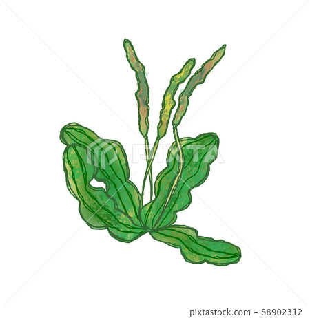 Plantago asiatica on the roadside in summer 88902312