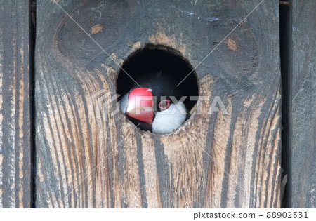 Java Finch emerging from a hole in a birdhouse 88902531