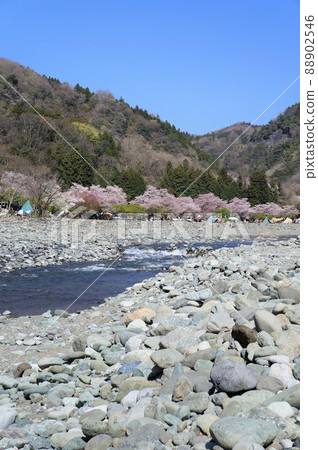 Doshi River and cherry blossoms (Kanagawa Prefecture/Sunawaran area) 88902546