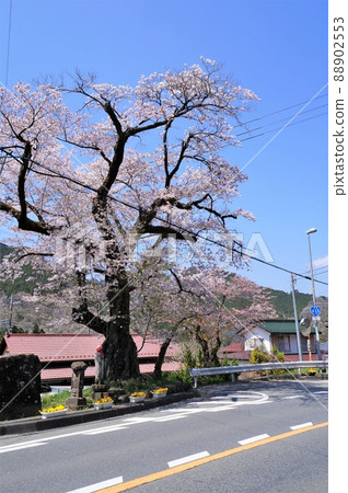 青山區道道的櫻花（神奈川縣相模原市） 88902553