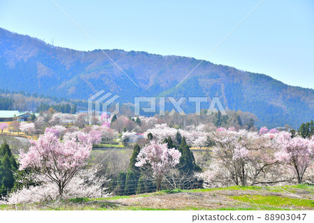 森林運動公園眺望Chaol Forest周邊地區（長野縣高山村）[2022.4] 88903047