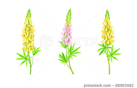Yellow and pink lupine flower. Summer garden or meadow plant vector illustration 88903082