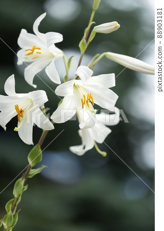 Madonna Lily Yurigahara Park Sapporo City Madonna Lily Yurigahara Park Sapporo City 88903181