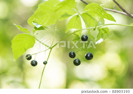 Ama Cha Shuul Sapporo 88903193