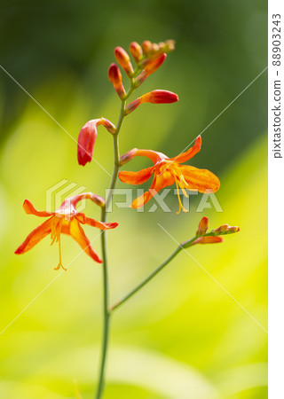 Crocosmia Yurigahara Park Sapporo City Crocosmia Yurigahara Park Sapporo City 88903243