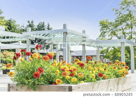 Marigold Yurigahara Park Sapporo City Marigold Yurigahara Park Sapporo City 88903285